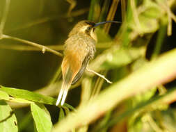 Image of Cinnamon-throated Hermit