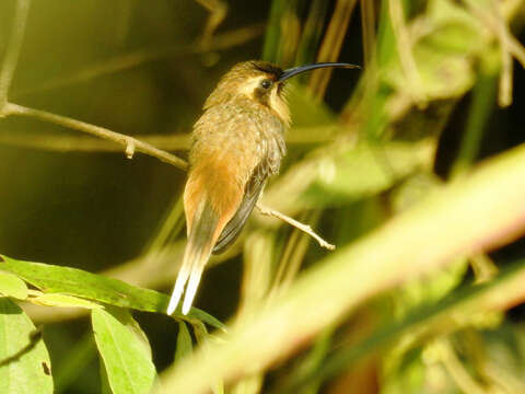 Image of Cinnamon-throated Hermit