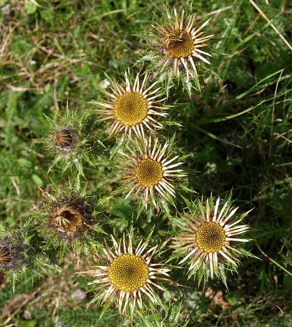 Image of carline thistle