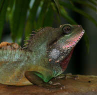 Physignathus resmi