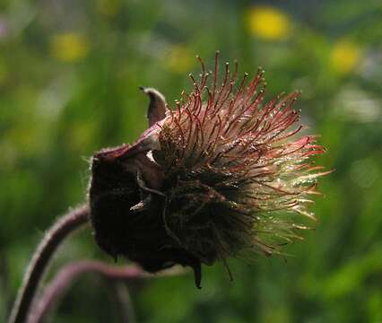 Image of Water Avens