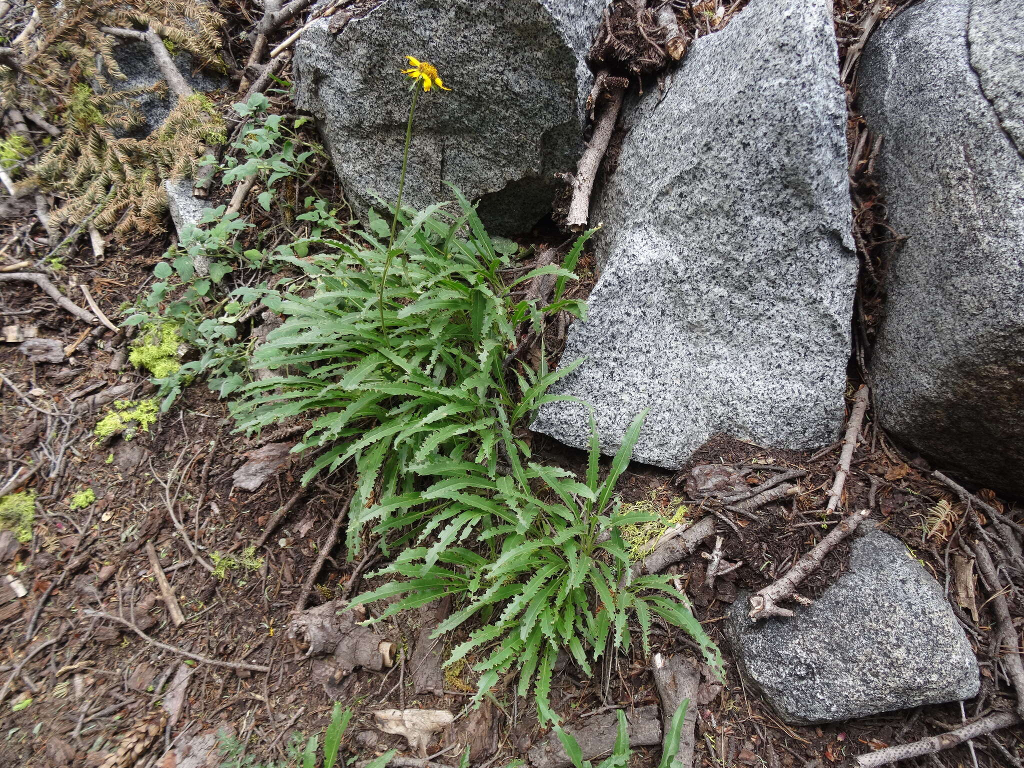 Imagem de Helianthella californica A. Gray