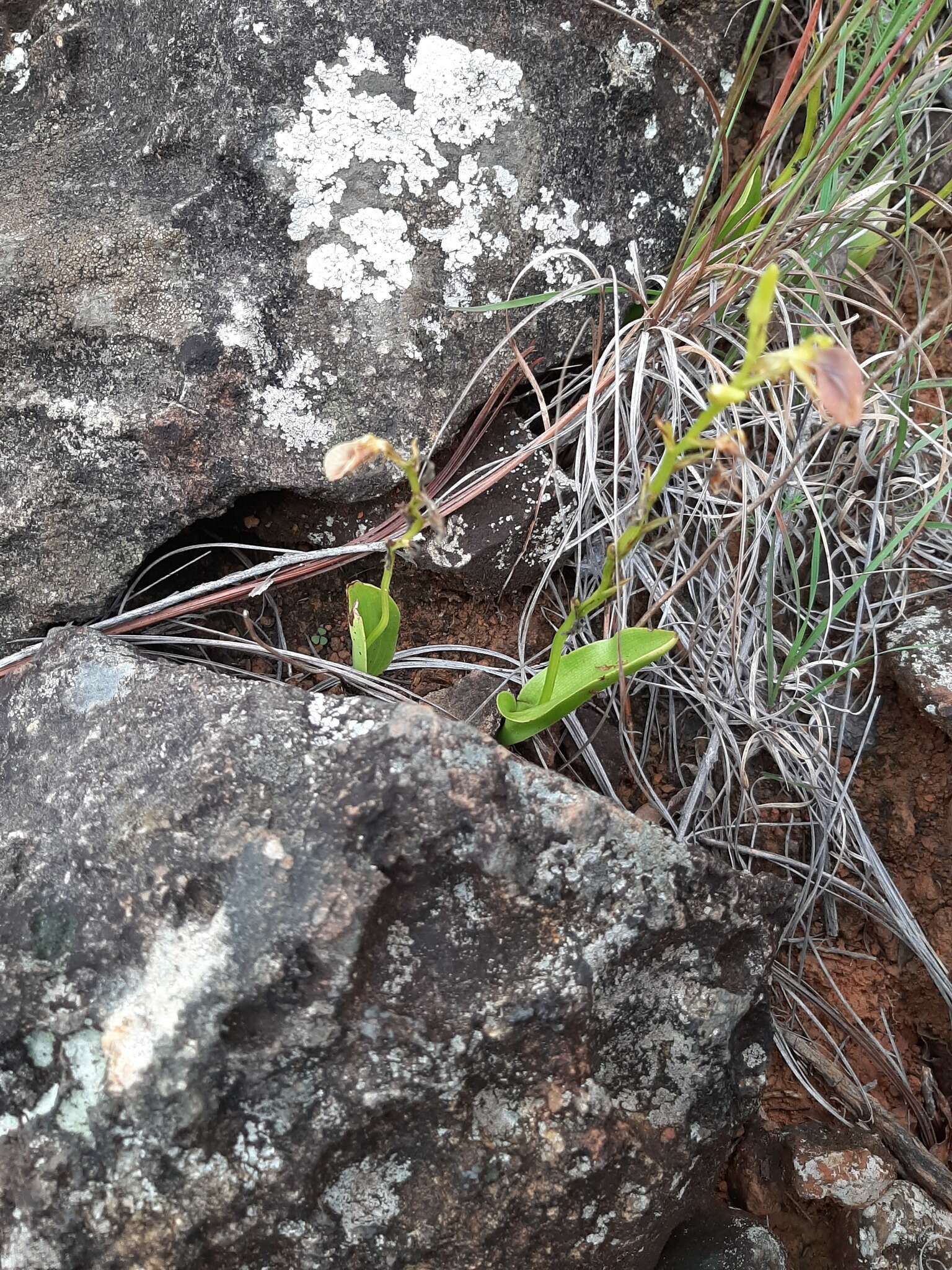 Image of tropical widelip orchid