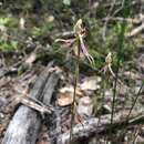 Caladenia barbarossa Rchb. fil.的圖片