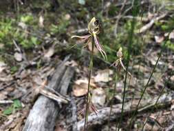 Image of Common dragon orchid