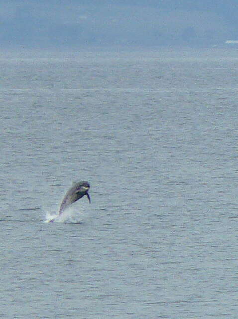 Imagem de Tursiops Gervais 1855