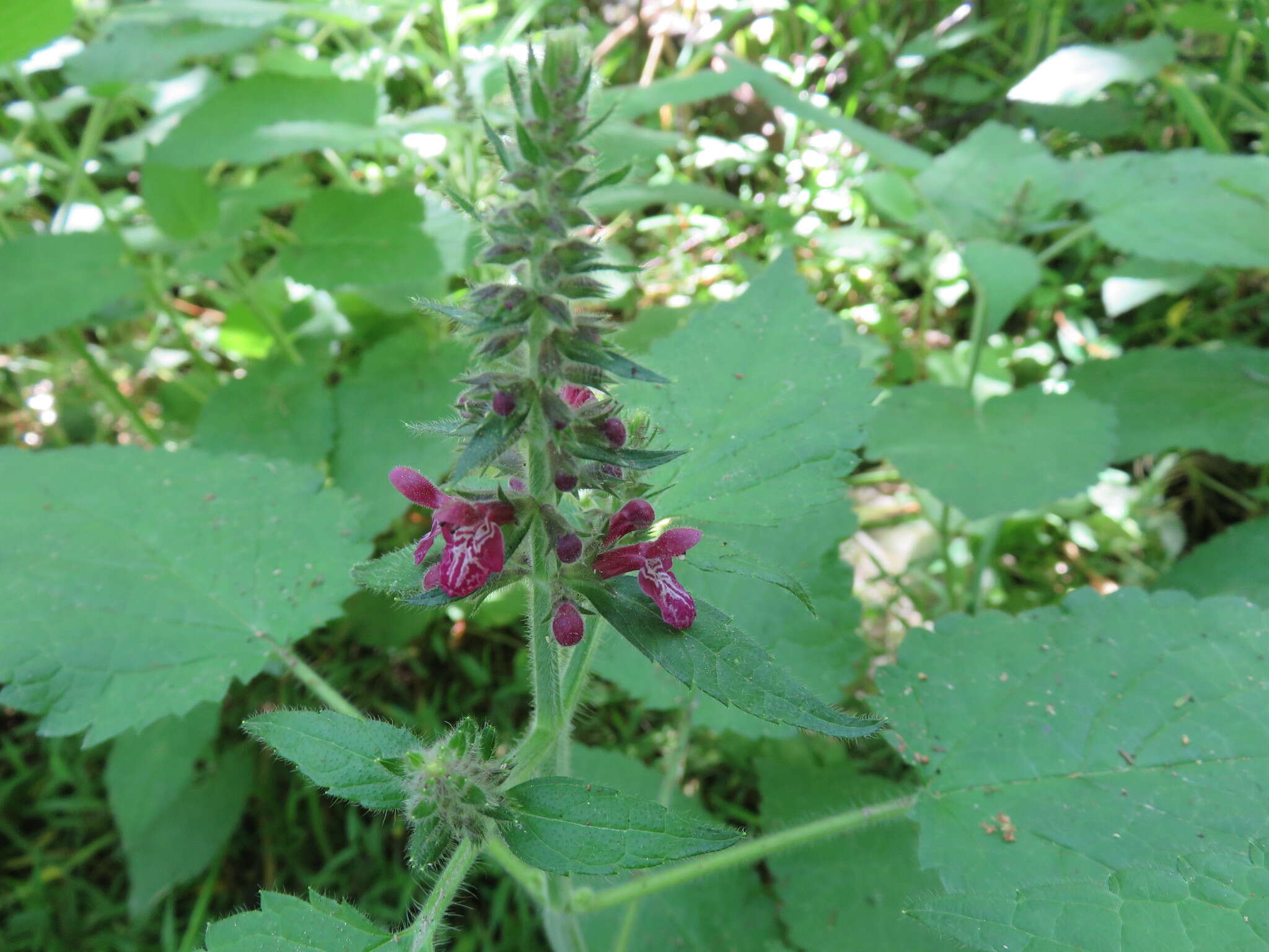 Image of hedge nettle