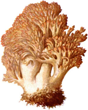 Image of Cauliflower coral