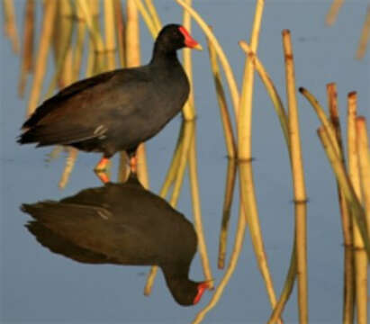 Image of Hawaiian Gallinule