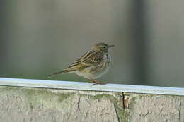 Image of Meadow Pipit