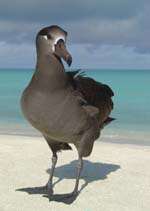 Image of Black-footed Albatross