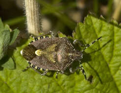 Image of sloe bug