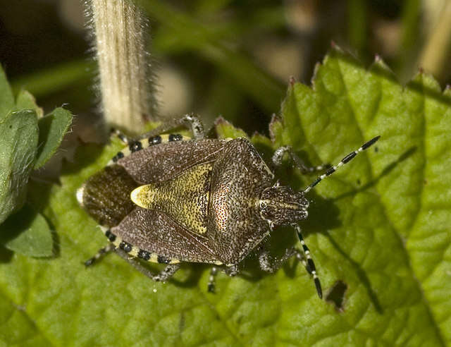 Image of sloe bug