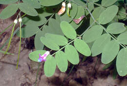 Image of Black Pea