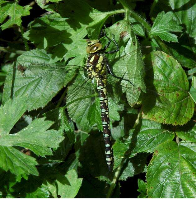 Aeshna cyanea (Müller 1764) resmi