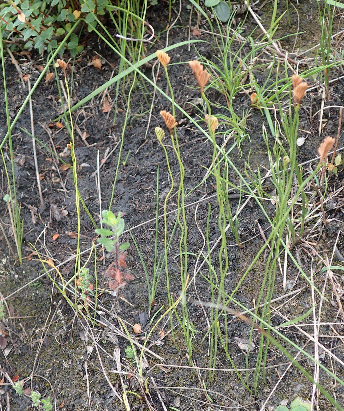 Imagem de Schizaea tenella Kaulf.