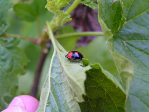 Image of twospotted lady beetle