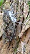 Image of Cicada orni Linnaeus 1758