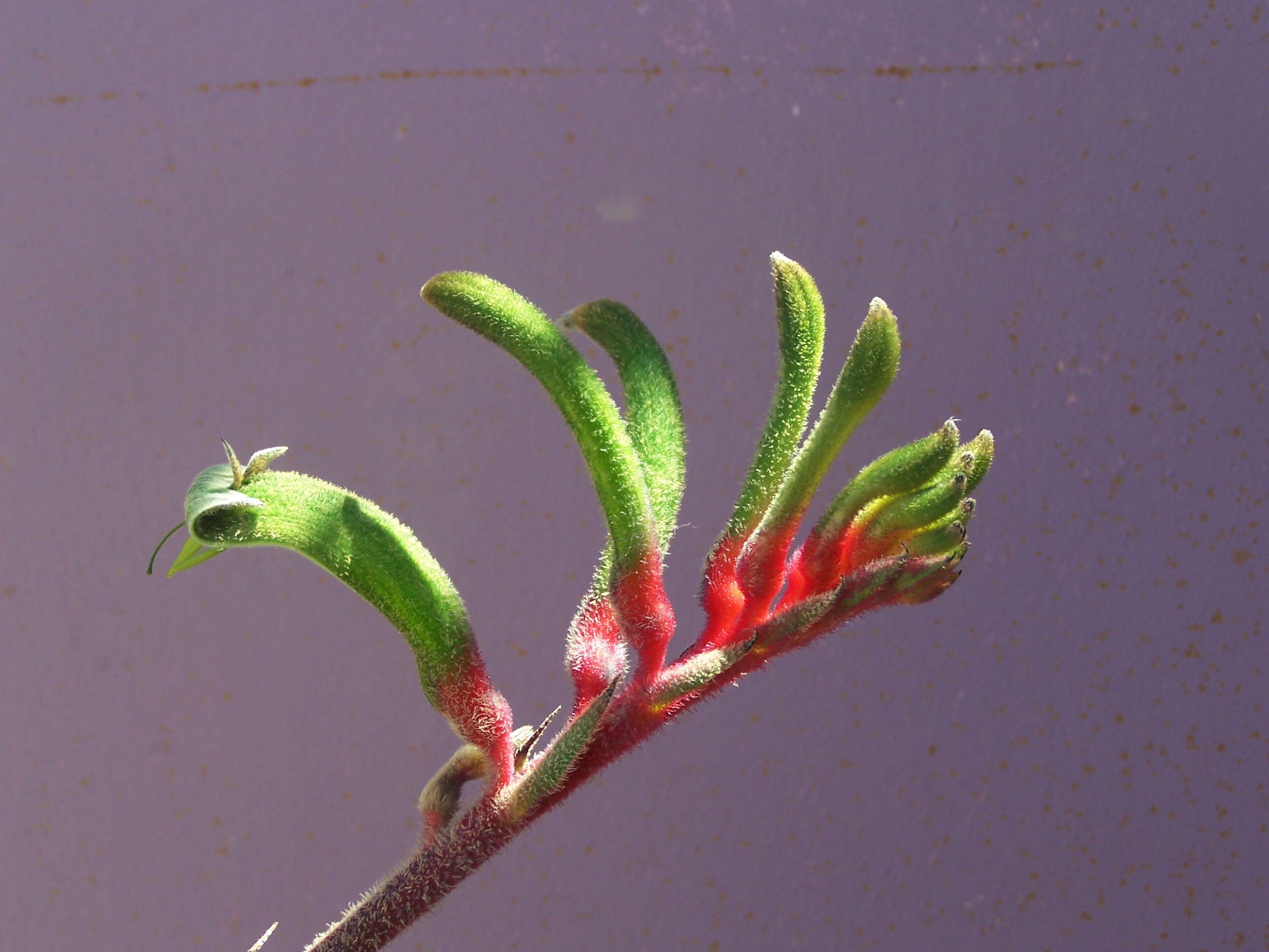 Image of Kangaroo Paw