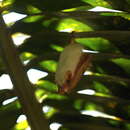 Image of Northern Ghost Bat