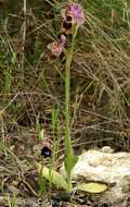 Image of Sawfly orchid