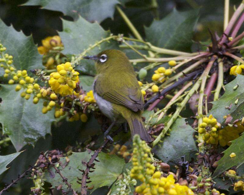 Image of Ceylon White-eye