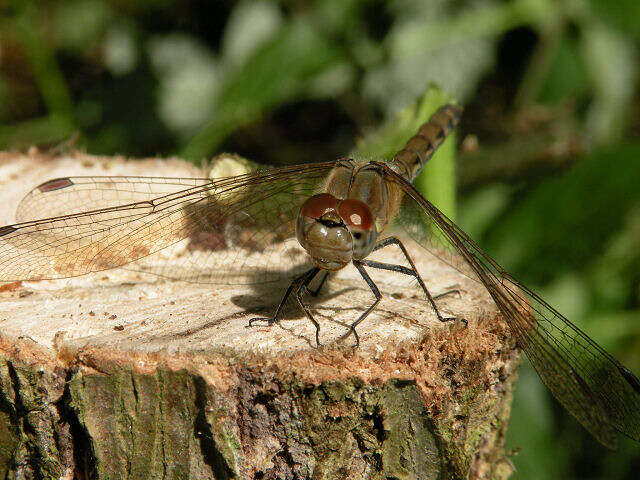 Image of Common Darter