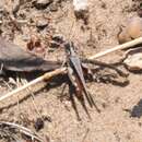 Image of Australian plague locust