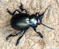 Image of Timarcha tenebricosa