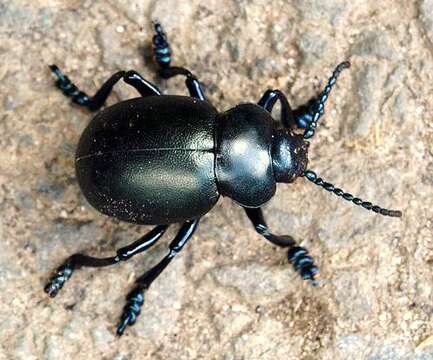 Image of Timarcha tenebricosa