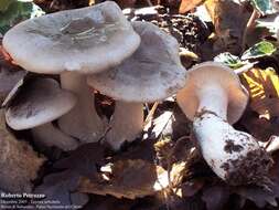 Image of Clitocybe