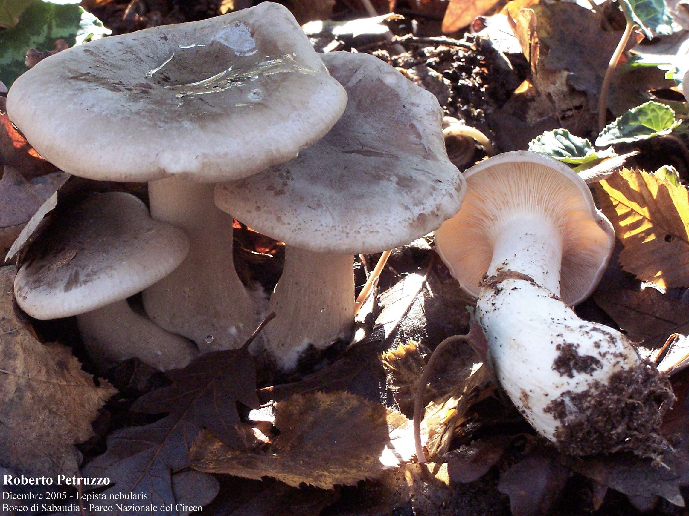 Image of Clitocybe