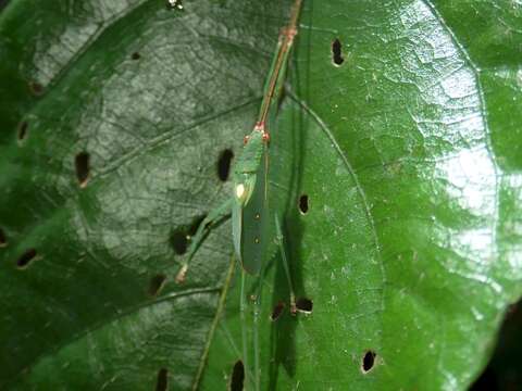 Image de Chloracantha lampra Hebard 1922