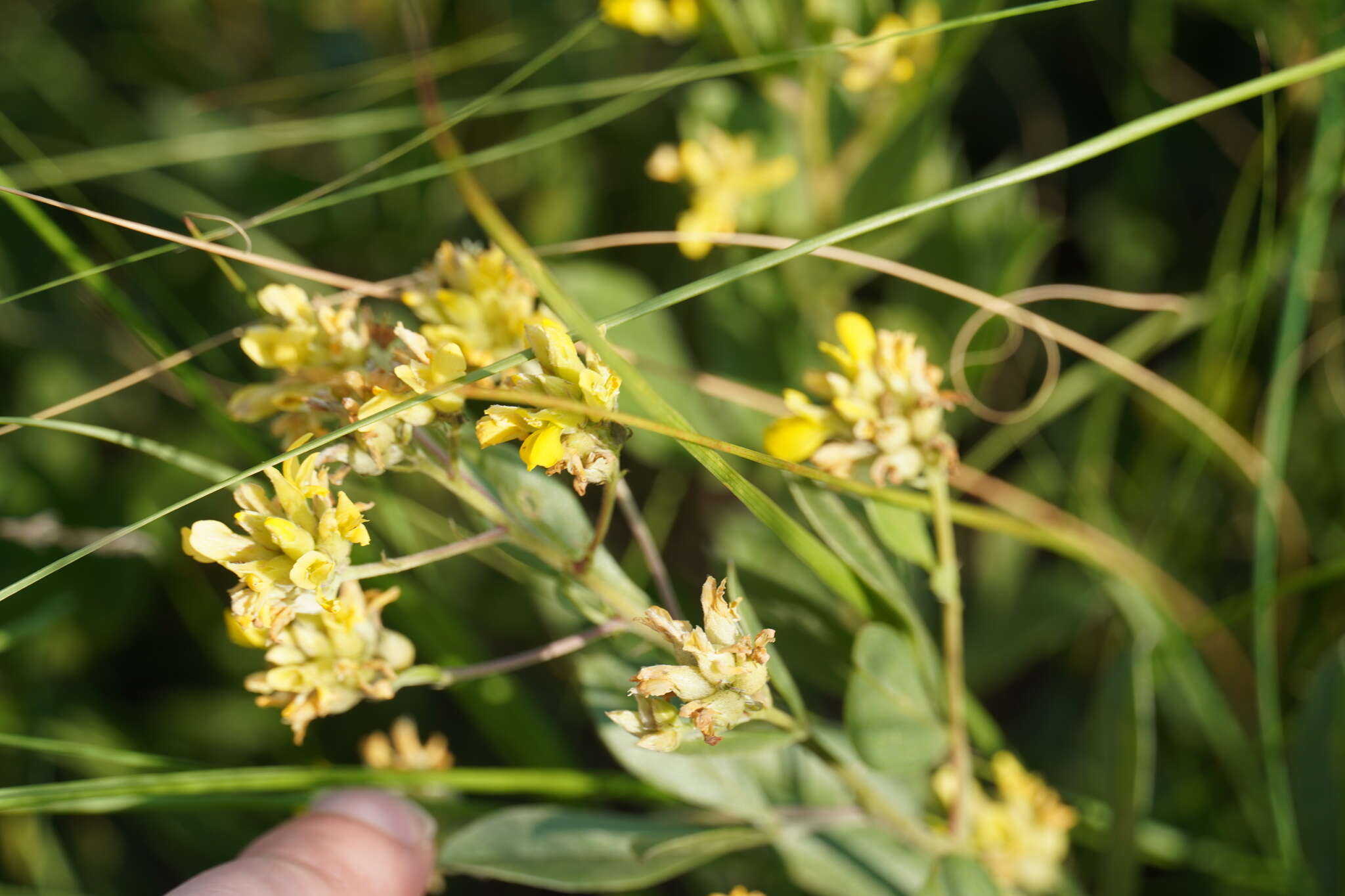 Image of Pearsonia cajanifolia (Harv.) Polhill