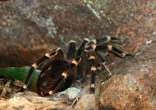 Image of Acanthoscurria