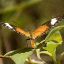 Image of Orange lacewing