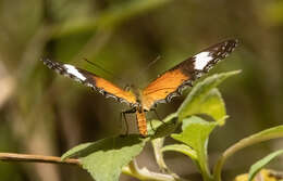 Image of Orange lacewing