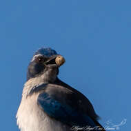 صورة Aphelocoma californica hypoleuca Ridgway 1887