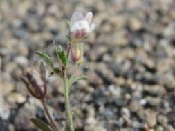 Image of dwarf snapdragon