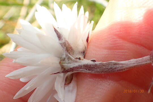 صورة Helichrysum bellum Hilliard