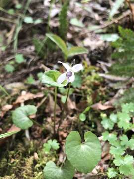 Image of Viola arcuata Bl.