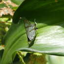 Image of <i>Hypolycaena <i>hatita</i></i> hatita