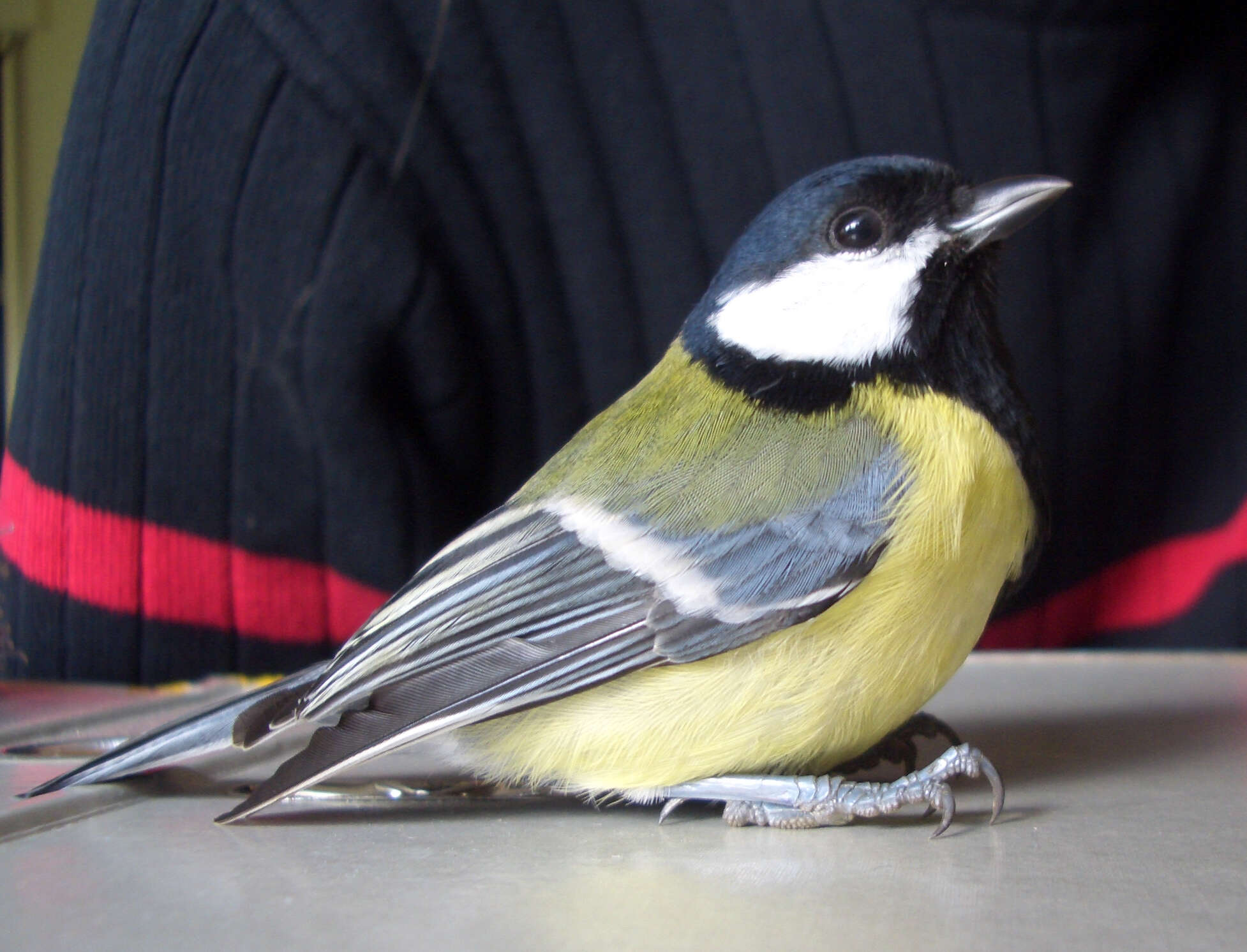 Image of Great Tit