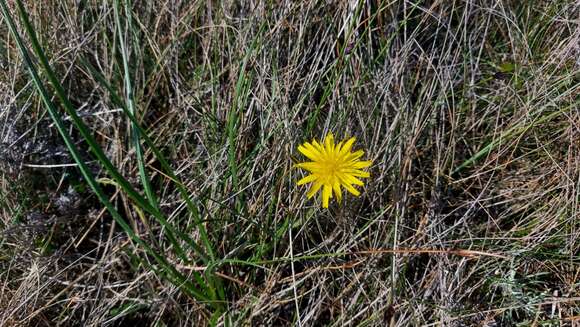 Image of Scorzonera villosa subsp. villosa