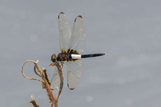 Image of Pseudothemis zonata (Burmeister 1839)