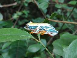 Image of Heterixalus tricolor (Boettger 1881)