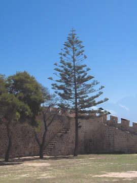 Image of Norfolk Island Araucaria