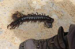 Image de Scolopendra gigantea Linnaeus 1758