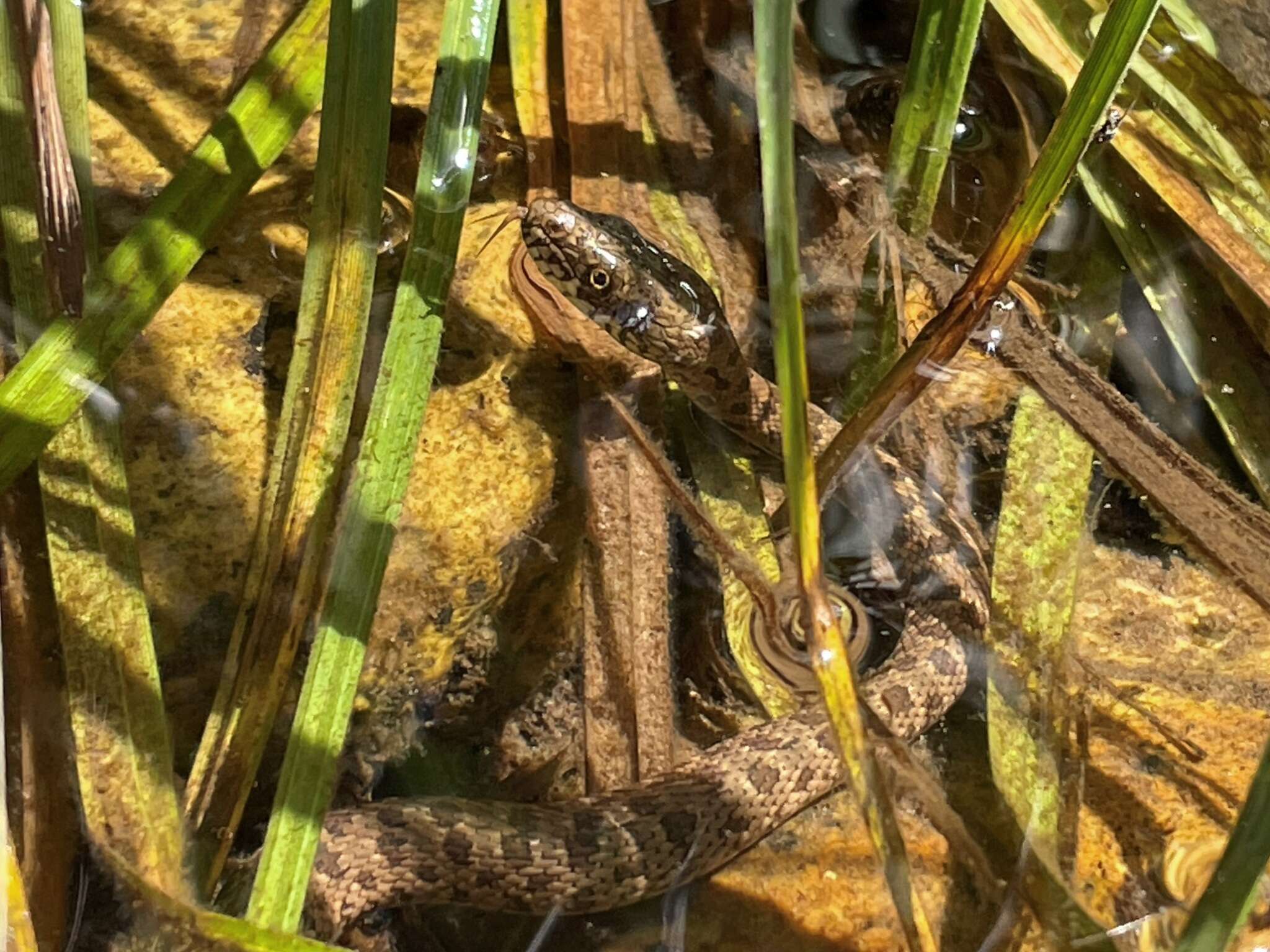 Image of Narrowhead Garter Snake