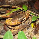 Image of Epilobocera sinuatifrons (A. Milne-Edwards 1866)